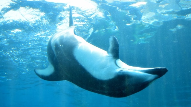 水族館のイルカのイメージ