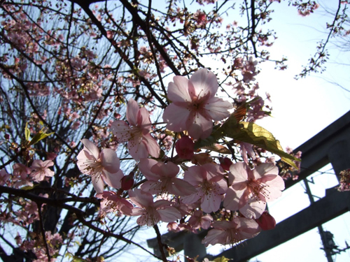 デジカメやスマホで桜の花をきれいに撮影するコツ