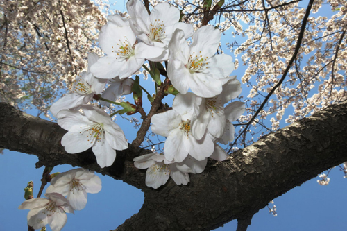 デジカメやスマホで桜の花をきれいに撮影するコツ